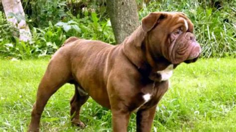 hermes bulldogge allevamenti|hermes olde bulldog.